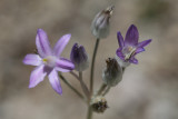 Wild Hyacinth