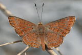Wrights Metalmark (Calephelis wrighti)