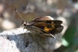Bold Faceted-Skipper (Synapte syraces)