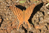 Many-banded Daggerwing (Marpesia chiron)