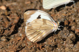 Viardi White (Pieriballia viardi viardi) - male