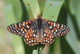 Chalcedon Checkerspot (Euphydryas chalcedona klotsi)