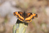 California Patch (Chlosyne californica)