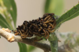 Mourning Cloak (Nymphalis antiopa)  larva