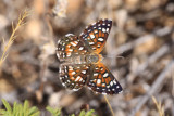 Mormon Metalmark (Apodemia mormo)