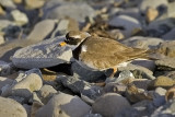 Ringed Plower. Sandlo