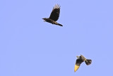 Vandrefalk og Ravn, Peregrine Falcon and Raven