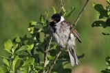 Reed Bunting. Sivspurv