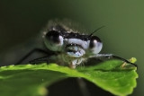 Azure Damselfly,  Srlig blvannymfe, Coenagrion puella, Male