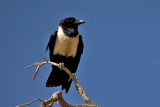 Pied Crow