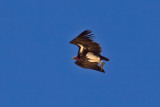 Lapped-Faced Vulture