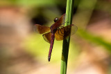 Neurothemis fluctuans