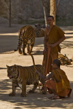 Tiger Temple, Kanchanaburi 