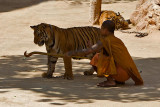Tiger Temple, Kanchanaburi 