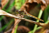 Vagrant Darter, Srlig hstlibelle, Sympetrum vulgatum, Female