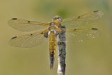 Fourspotted Skimmer, Firflekklibelle, Libellula Quadrimaculata, Female