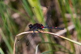  Large White-faced Darter, Stor torvlibelle, Leucorrhinia pectorali, Male