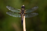 Fourspotted Skimmer, Firflekklibelle, Libellula Quadrimaculata, Male