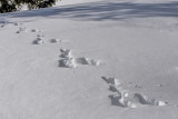 Hare Track