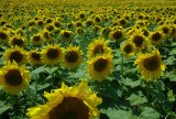 Sunflowers - Girasoli