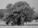 Infrared tree