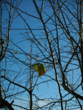 Autumn - The last leaf