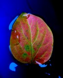 Caki leaf