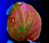 Leaf in the water