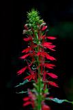 Cardinal Flower