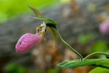 Pink Ladys Slipper Orchid with Moth