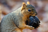Fox Squirrel with Walnut