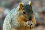 Fox Squirrel with Hickory Nut