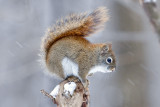 Red Squirrel