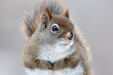 Red Squirrel