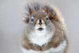 Red Squirrel