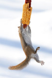 Red Squirrel