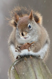 Red Squirrel with Tulip Tree Fruit