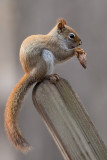 Red Squirrel with Tulip Tree Fruit