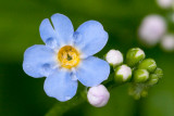 Forget-me-not with Rain Drops