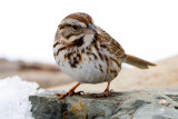 Song Sparrow