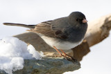 Junco