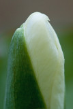 White Trillium Bud