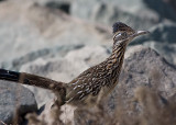 Greater Roadrunner