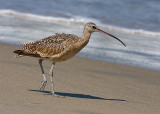 Long-billed Curlew