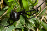 Black Widow (<em>Latrodectus hesperus</em>)