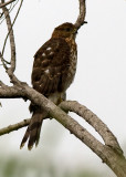 Coopers Hawk