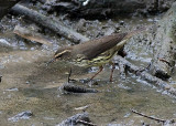 Northern Waterthrush