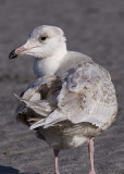 Glaucous Gull - juvenile