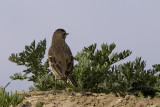 American Pipit