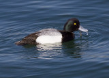 Lesser Scaup